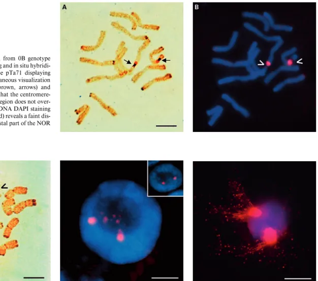 Fig. 1. C-metaphase  cell  from  0B  genotype after sequential silver staining and in situ  hybridi-zation  with  the  rDNA  probe  pTa71  displaying distended NORs