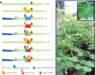 Fig. 1. (A) Experimental design for applying individual and combined water deficit, light and heat stress to two grapevine varieties, Touriga Nacional (TN) and Trincadeira (TR), and (B) overall aspect of the experimental plants and a close-up of a leaf