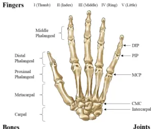Figure 1.14: Bones and joints of a human hand.