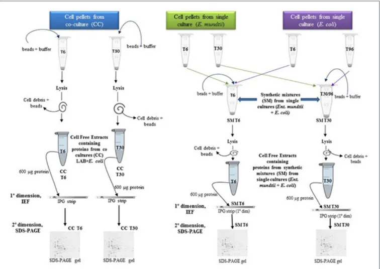 FIGURE 1 | Schematic description of cell free extracts preparation for proteomic analysis.