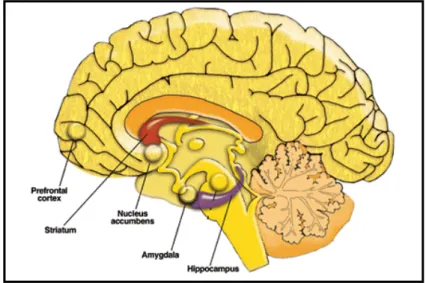 Figure 1. Brain structures believed to be impaired during depression [3].  