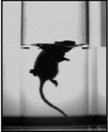 Figure 2. Forced swim test [4].  