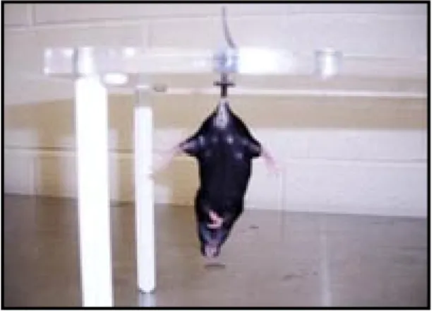 Figure 3. Tail suspension test [5]. 