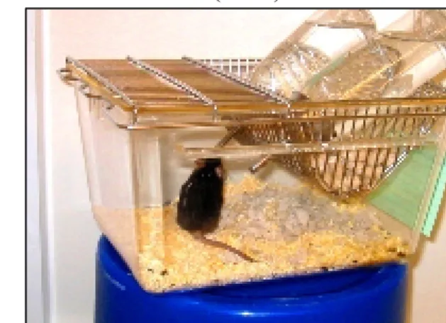Figure 5. Application of a sucrose test in C57BL/6 mice. 
