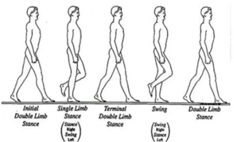 Figure 1.1 - GC includes two phases: stance and swing. Image from [4] 