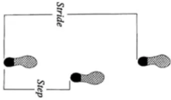 Figure 1.2 - Schematic representation of stride and step length. Image from [5]. 