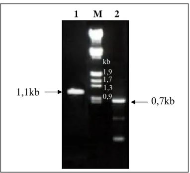 Figura 9.  Análise eletroforética da reação de RT-PCR utilizando a enzima Taq Platinum  DNA polimerase (Invitrogen)