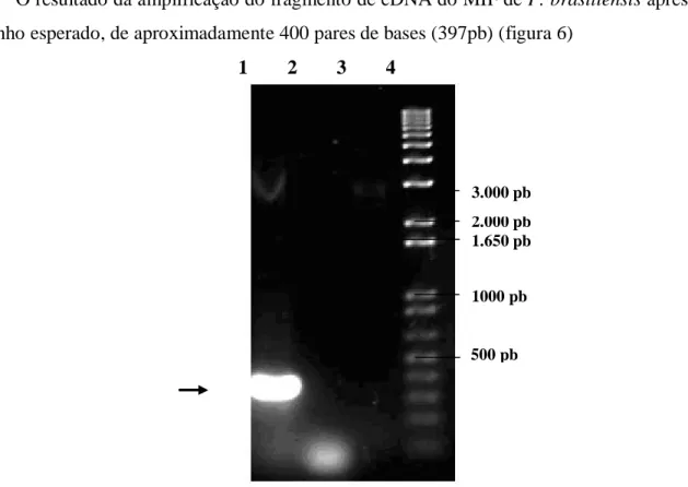 Figura 6. Amplificação da ORF do PbMIF.. Cerca de 1/10 de cada reação de PCR foi analisada em gel de agarose 1% 