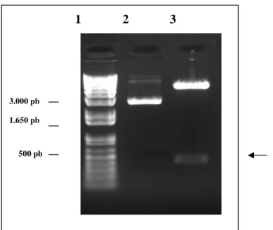 Figura 9. Análise de restrição do clone recombinante com as enzimas Nde I e Xho I. (em gel de agarose 1% corado  com Brometo de Etídeo.) Amostras: (1) MM Marcador de Massa Molecular 1 kb plus (Invitrogen)