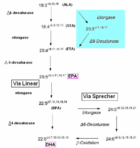 Figura 2. Esquemas das rotas metabólicas para biossíntese de EPA e DHA por meio da via  aeróbica (Convencional, Linear e Sprecher)