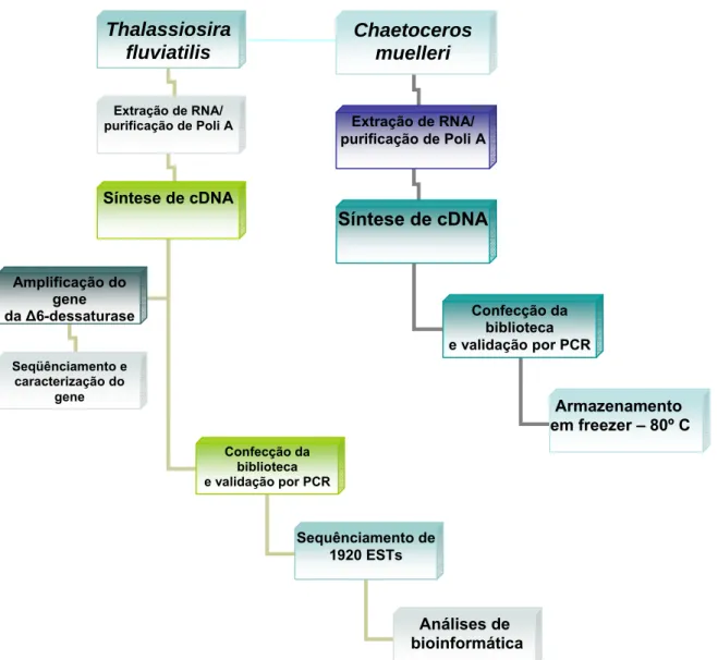 Figura 5. Fluxograma da metodologia utilizada neste trabalho