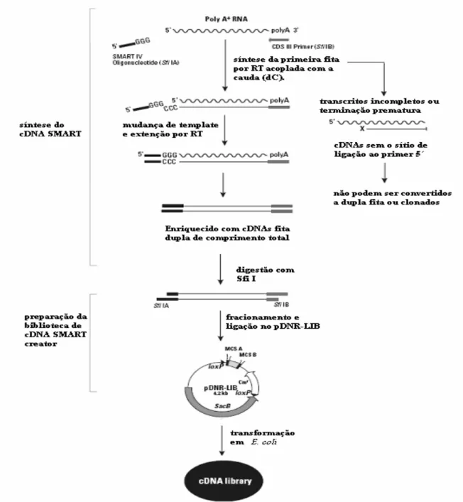 Figura 6. Seqüência simplificada do protocolo do Kit de clonagem Creator  SMART  cDNA  Library