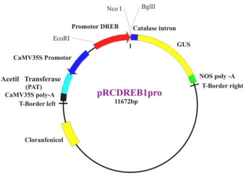 Figura 5. Vetor final pRCDREB1pro utilizado para a transformação genética de fumo. 