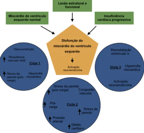 Figura 1 -  Os ciclos resultantes de insuficiência cardíaca esquerda progressiva (adaptado de  Miller et al., 2017)