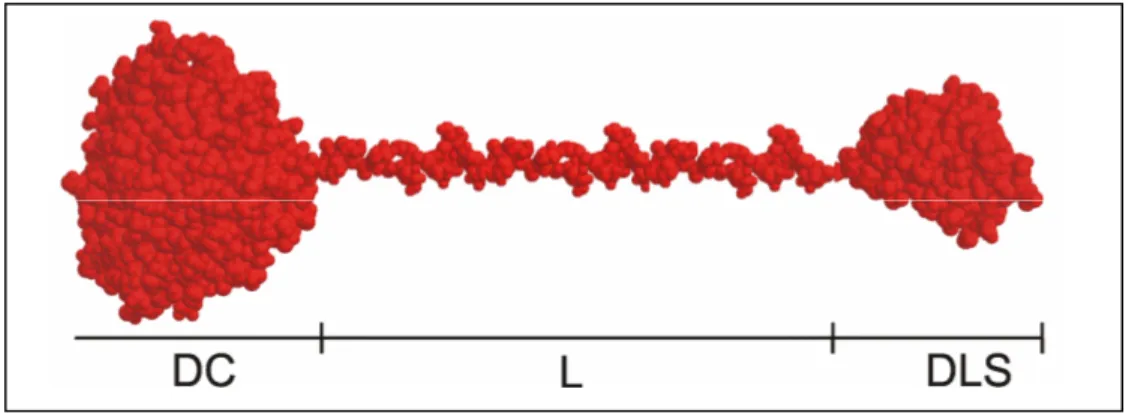 Figura  3.  Imagem  da  estrutura  estendida  da  glucoamilase  de  Aspergillus  niger  idêntica  à  glicoamilase de Aspergillus awamori