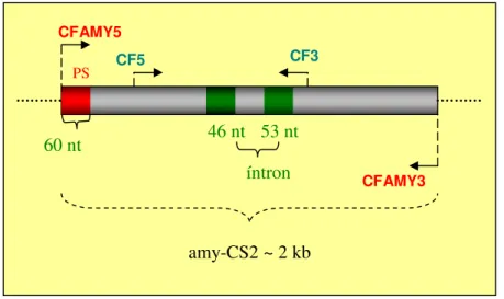 Figura  16.  Esquema  mostrando  as  posições  relativas  de  anelamento dos primers no gene amy-CS2