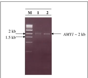 Figura  17.  Reação  de  amplificação  da  versão  genômica  do  gene  AMY1.  Análise  eletroforética dos produtos da PCR em gel de agarose 1%
