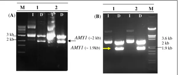 Figura 19. Clonagem das versões genômica e cDNA do gene AMY1. Análise de restrição por  digestão com BglII dos clones genômico (A) e cDNA (B)