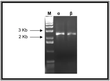 Figura 11. Amplificação dos genes HIF-1α e HIF-1β (ARNT) humanos por PCR. Análise dos  produtos da PCR em gel de agarose 0,8% (p/v) corado com brometo de etídeo