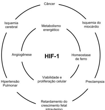 Figura 1.  Representação esquemática dos processos fisiológicos e patológicos nos quais o  HIF-1 tem uma função como regulador central