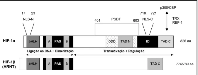 Figura 2. Representação esquemática das proteínas que constituem as duas subunidades do  HIF-1 humano