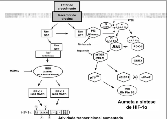 Figura 3. Esquema das duas principais vias de fosforilação do HIF-1α. ERK, proteína quinase  relacionada a sinal extracelular; GSK3, glicogênio sintase quinase-3; PDK1, proteína quinase-1  dependente de fosfatidilinositol; MAPK, mitogen-activated protein k