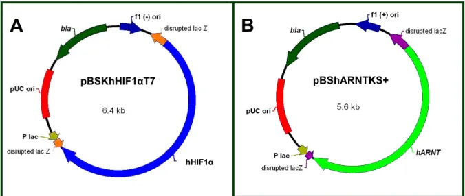 Figura 7. Mapas físicos dos plasmídeos pBSKhHIF1αT7e pBShARNTKS + .  As subunidades HIF- HIF-1α (painel A) e ARNT (painel B) humanas, estão clonadas nos vetores pBlueScript KS -  e pBlueScript  KS + , respectivamente