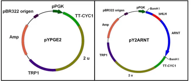 Figura 10. Mapas físicos dos plasmídeos pYPGE2 e pY2ARNT. Esses vetores possuem a região  promotora da enzima fosfoglicerato quinase (PGK) e a região terminadora da transcrição da enzima 