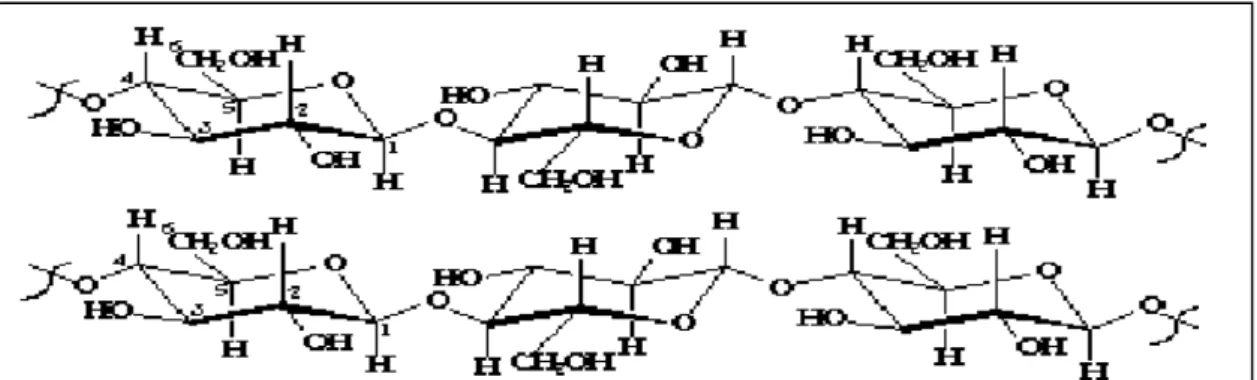 Figura 1. Representação esquemática da celulose, composta por polímeros lineares de  resíduos de D-glicose (adaptado de Atas, 2004)