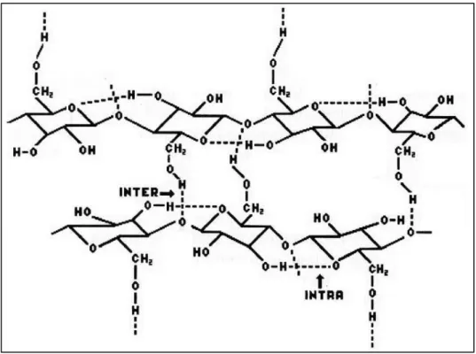 Figura 2. Estrutura cristalina da celulose. Representação das pontes de hidrogênio entre  cadeias (inter) e entre resíduos de glicose da mesma cadeia (intra)