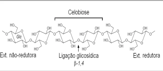 Figura 4. Estrutura da celobiose e da ligação β-glicosídica na celulose (adaptado de  Sandgren et al., 2005)