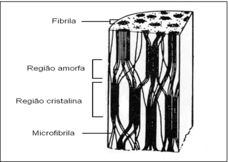 Figura 5. Representação esquemática de um corte em uma fibra de celulose, sendo  indicadas suas diferentes regiões e estruturas (adaptado de Cowling, 1963)