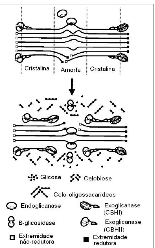 Figura 6. Sinergismo entre endoglicanases, celobiohidrolases e β-glicosidases, para a  hidrolise da celulose pelo sistema celulotítico