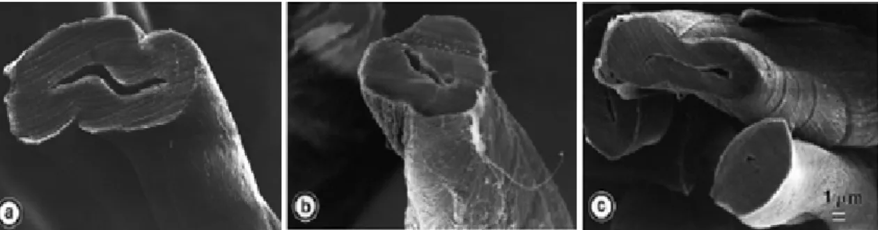 Figura 10. Microscopia eletrônica de varredura (MEV) de fibras de tecido de algodão  (a) fibra original de algodão (b) fibra após 25 lavagens convencionais consecutivas, (c)  fibra após 25 lavagens convencionais e uma lavagem com adição de endoglicanase V 