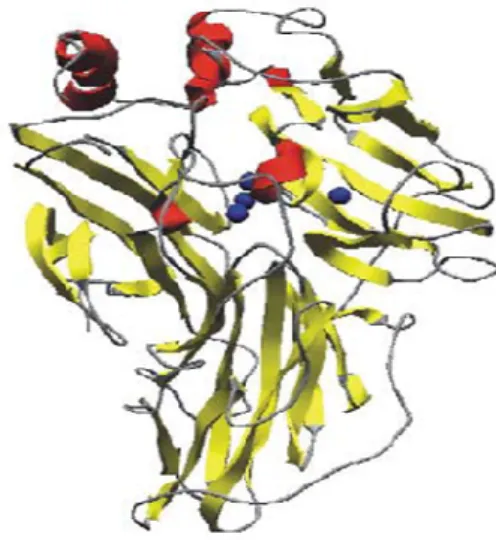 Figura 1.2. Estututura globular de uma lacase de T. versicolor contendo folhas beta em amarelo e alfa-hélices  em vermelho