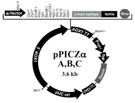 Figura  4.3.  Mapa  do  vetor  de  clonagem  pPICZαA,  contendo  os  sítios  das  enzimas  de  restrição,  o  fator  alfa,  responsável pelo peptídeo sinal, a marca de seleção que confere resistência a zeocina e o promotor AOX1