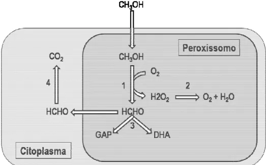 Figura  4. Representação esquemática das principais reações da via de metabolização do metanol em  uma  célula  de  Pichia  pastoris