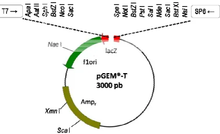 Figura 6: Mapa físico do vetor pGEM e sítios de restrição para endonucleases.