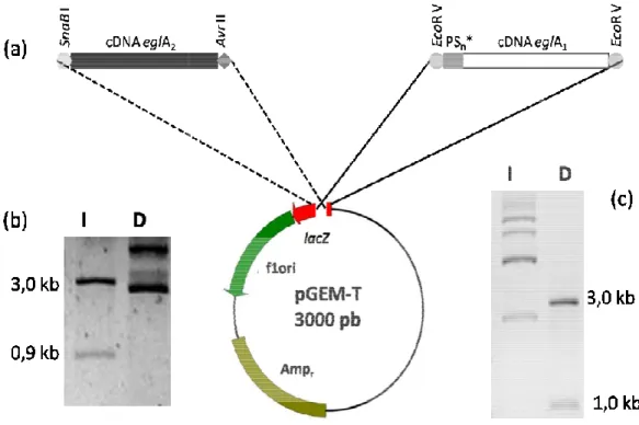 Figura 9: Eletroforese em gel de agarose 0,8% corado com brometo de etídeo na  0,5 µ g/mL ilustrando o perfil de digestão dos DNAs plasmidiais construídos em pGEM estratégia de clonagem dos cDNAs 