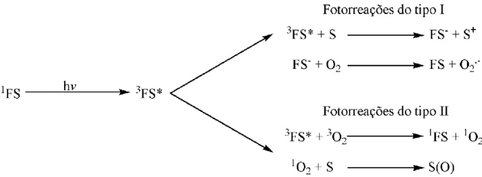 Figura  1.  Fotorreações  do  tipo  I  e  do  tipo  II.  1 FS  =  fotossensibilizante  em  seu  estado  singlete  fundamental;  hv  =  fóton;  3 FS*  =  fotossensibilizante  em  seu  estado  triplete  excitado;  FS -  = fotossensibilizante  reduzido;  S  =