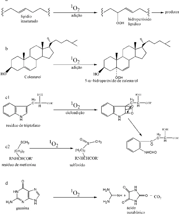 Figura 5. Esquemas de importantes reações envolvendo o oxigênio singlete ( 1 O 2 ) e moléculas biológicas