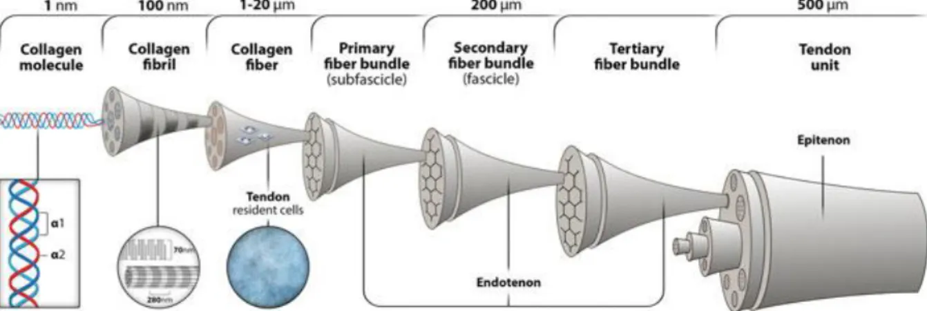 Figure 1.1. Tendon hierarchical structure. A tendon unit is comprised of several fascicles encased in a thin sheath of connective  tissue, the epitenon