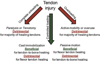 Figure 1.3. Diagram illustrating the effect of different loading regimes in different types of injuries