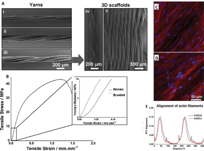 Figure 1.8. Characterization of CANT, Yarns and 3D scaffolds. (A) SEM images of Yarns comprised of i) 6, ii) 9 or iii) 12  CANT, and of iv) braided and v) woven 3D scaffolds
