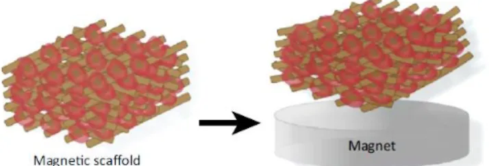 Figure 1.10. Magnetically actuated scaffold. In the presence of a magnet, the magnetic field induces structural deformation of  the scaffold, and consequently of the seeded cells as well