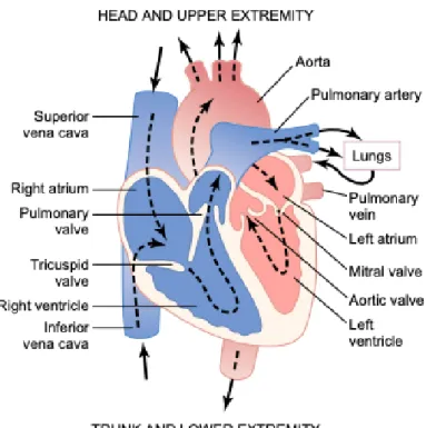 Figura 2.1: Estrutura do coração e curso do sangue através das cavidades e válvulas. Figura adaptada de Textbook of Medical Physiology 1