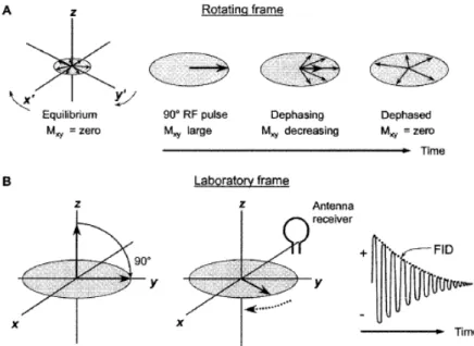 Figure 2.1: A: Conversion of longitudinal magnetization, M z , into transverse magnetization, M xy , results in an initial coherence of the phase of the individual spins of the sample