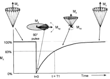 Figure 2.3: After a 90 ◦ pulse, longitudinal magnetization (M z ) is converted from a maximum value at equilibrium to zero