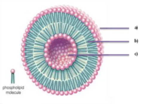 Figure  3.  Cross  section  view  of  a  liposome  structure:  (a)  Hydrophilic  head;    (b)  Hydrophobic  tail;  (c)  Internal aqueous space