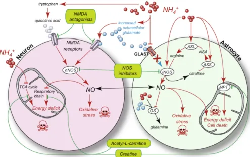 Figure 1.1: Description of the neurotoxicity of ammonia. Illustrated in red are the toxic effects to the astrocytes and neurons, in particular oxidative stress, cell death in the CNS and energy